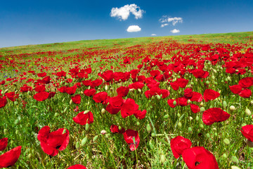 Red poppy flowers in a field