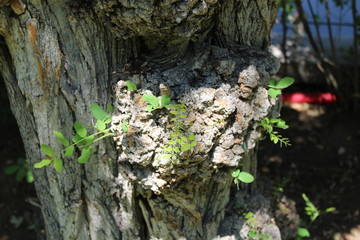 nature