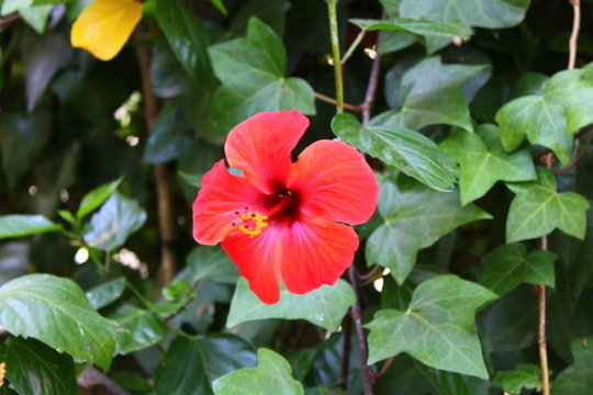 cayena al natural