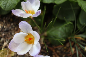 クロッカス　ブルーパール