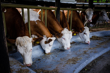 Ganadería de las sabanas de Bogotá_Ganado multiproposito, producción de leche y carne; Bogotá...