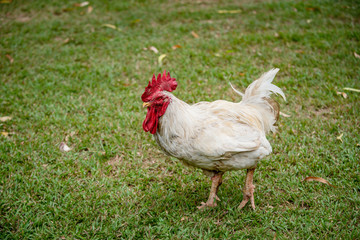 Aves, pollos, gallina, gallo, animales del campo_Colombia