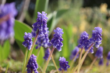 満開のムスカリ