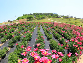 빨간 모란꽃이 보이는 풍경