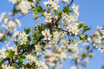 Branches of blossoming apricot macro