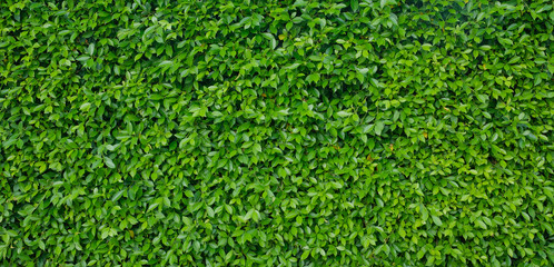 green leaves wall background, leaf wall nature background, 
