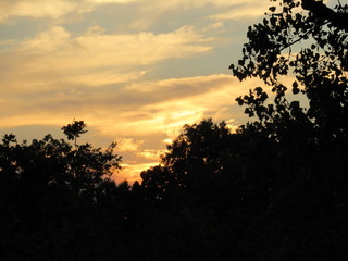 Sunset in Woods