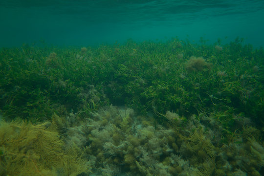 underwater rocks and plants