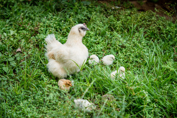Aves, pollos, gallina, gallo, animales del campo_Colombia
