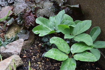 クリスマスローズ　若葉