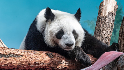 Obraz premium Pandas Rui and Dindin in the Moscow zoo