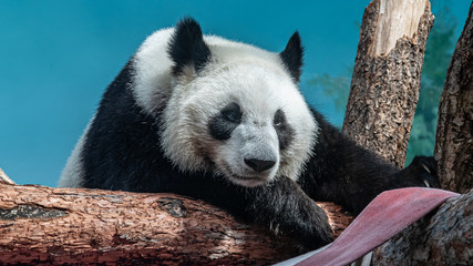 Fototapeta premium Pandas Rui and Dindin in the Moscow zoo