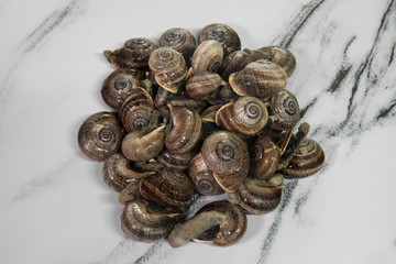 Traditional cuisine. Escargot ingredients. Closeup view of uncooked land snails in the kitchen. 