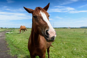 Fototapeta na wymiar Portrait of beautiful red horse in summer