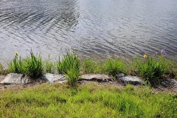 꽃창포가 피어있는 호수가의 풍경
