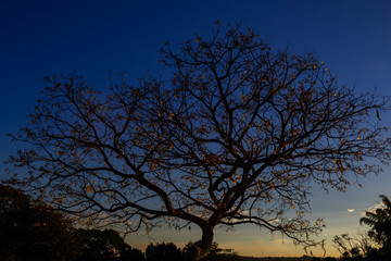 Silhueta de árvore com galhos secos e poucas flores remanescentes, e pôr-do-sol ao fundo.