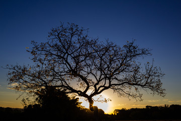 Fototapeta na wymiar Paisagem. Silhueta de árvore em contraluz, com galhos secos e pôr-do-sol ao fundo.