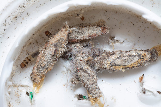 「Tineidae」の画像 171 件の Stock 写真、ベクターおよびビデオ Adobe Stock