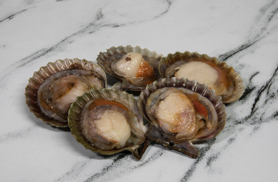 Culinary. Seafood delicacy. Closeup view of raw scallops in the shell.  