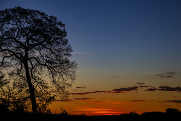 Silhueta de árvore em contraluz, com galhos secos e pôr-do-sol dourado ao fundo.