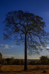 Silhueta de árvore com galhos secos e pôr-do-sol ao fundo.