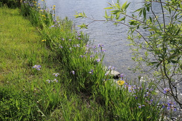 Fototapeta na wymiar 꽃창포가 피어있는 호수가의 풍경