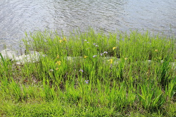 꽃창포가 피어있는 호수가의 풍경