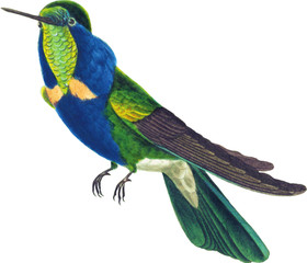 Hummingbird Illustration Isolated on White