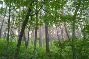 朝の霞の中のアカマツ林
