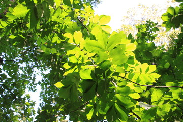 太陽の光に青々と輝く葉
