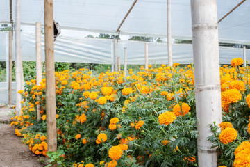 Fototapeta na wymiar Producción Agricola en Rionegro Antioquia, Colombia, trabajo de floricultura y productos agrícolas 