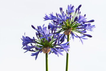 Blaue Schmucklilie © blende11.photo