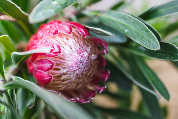 native African pink protea plant outdoor in a sunny backyard
