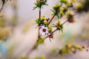 tea tree plant outdoor with pink flower