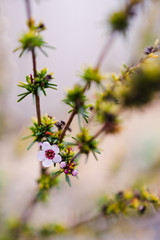 tea tree plant outdoor with pink flower