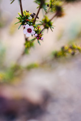 tea tree plant outdoor with pink flower