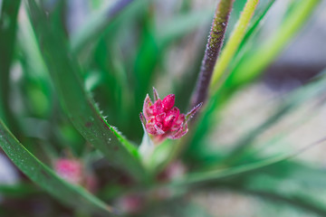 native Australian kangaroo paw plant with red flowers outdoor in a sunny backyard