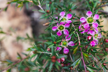 Obraz premium tea tree plant with multitude of pink flowers
