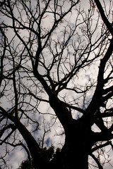 eunapolis, bahia / brazil - may 7, 2010: leafless trees are seen in the city of Eunapolis, in...