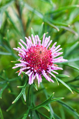Fototapeta premium native Australian candy cone isopogon plant with pink flowers