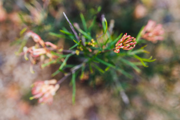 Fototapeta na wymiar native Australian grevillea semper florens plant with yellow and pink flowers