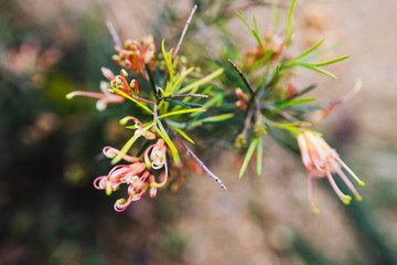 native Australian grevillea semper florens plant with yellow and pink flowers