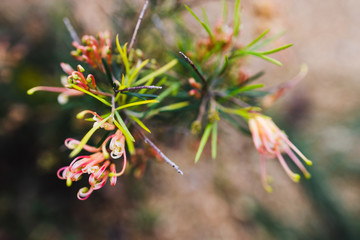 native Australian grevillea semper florens plant with yellow and pink flowers