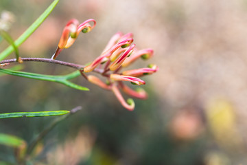 native Australian grevillea semper florens plant with yellow and pink flowers