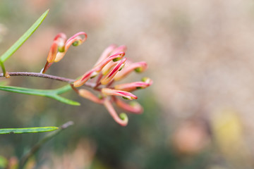 native Australian grevillea semper florens plant with yellow and pink flowers