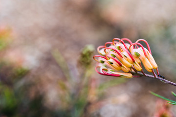 Obraz na płótnie Canvas native Australian grevillea semper florens plant with yellow and pink flowers