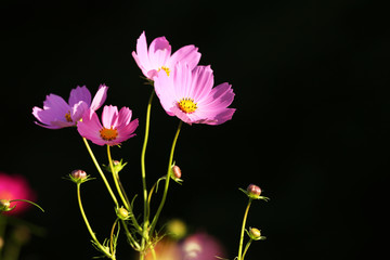 Obraz na płótnie Canvas ピンクのコスモスの花 