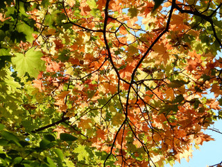 autumn yellow, orange, green, red maple leaves on the sky
