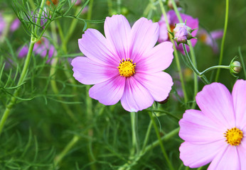 Obraz premium ピンク色のコスモスの花