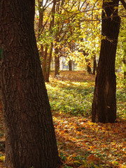 fallen yellow maple foliage on autumn park background, selective focus